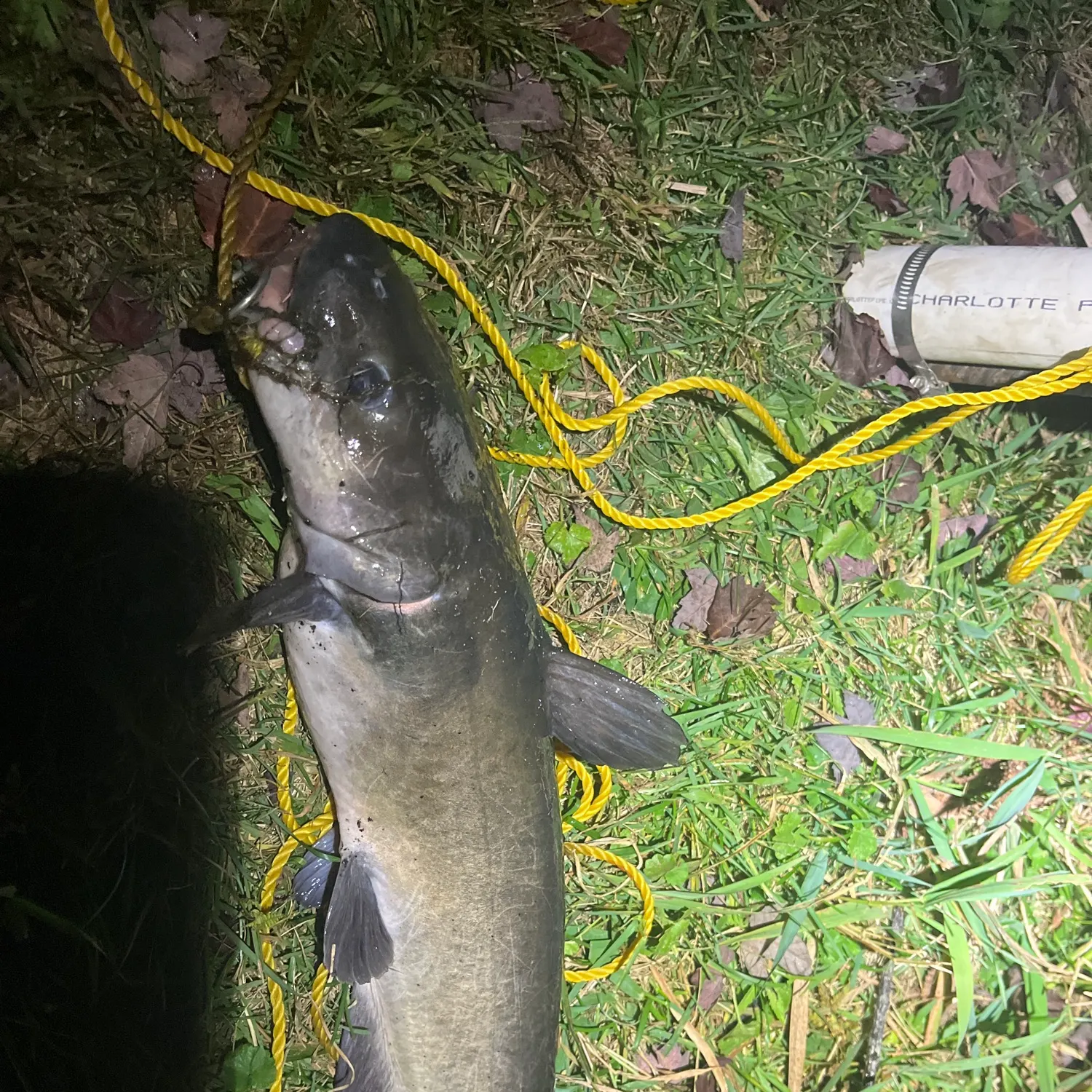 Channel catfish caught on Fishbrain