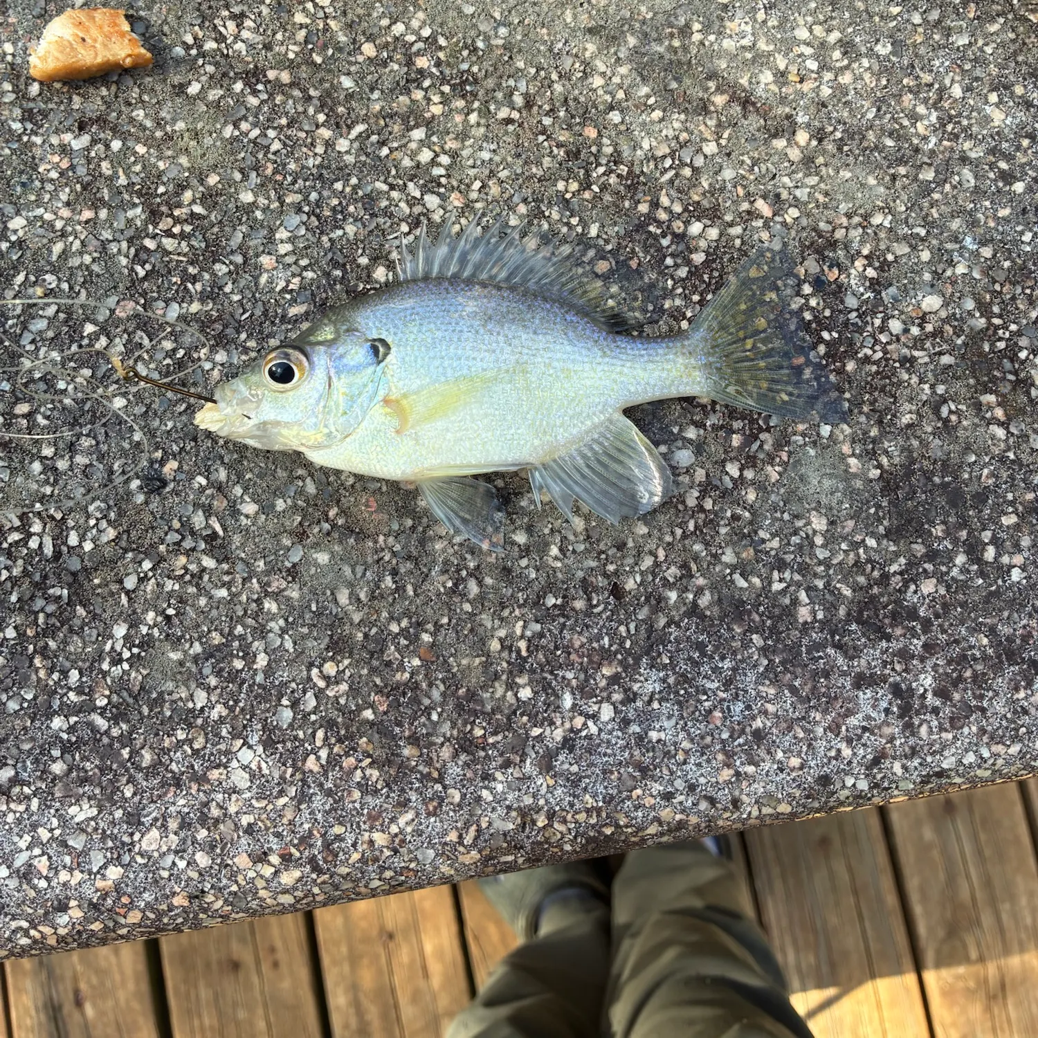 Bluegill caught on Fishbrain