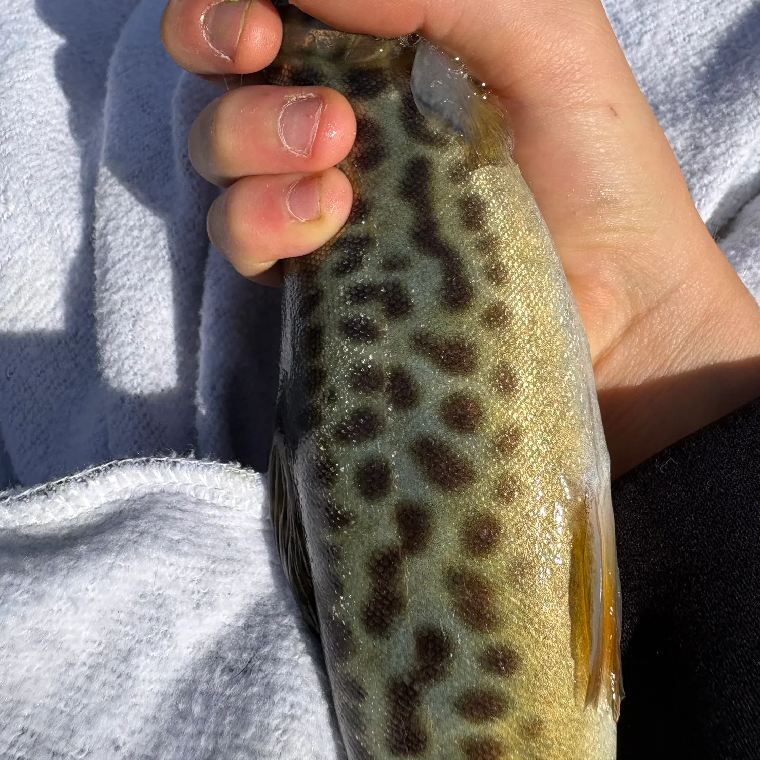 Tiger trout caught on Fishbrain