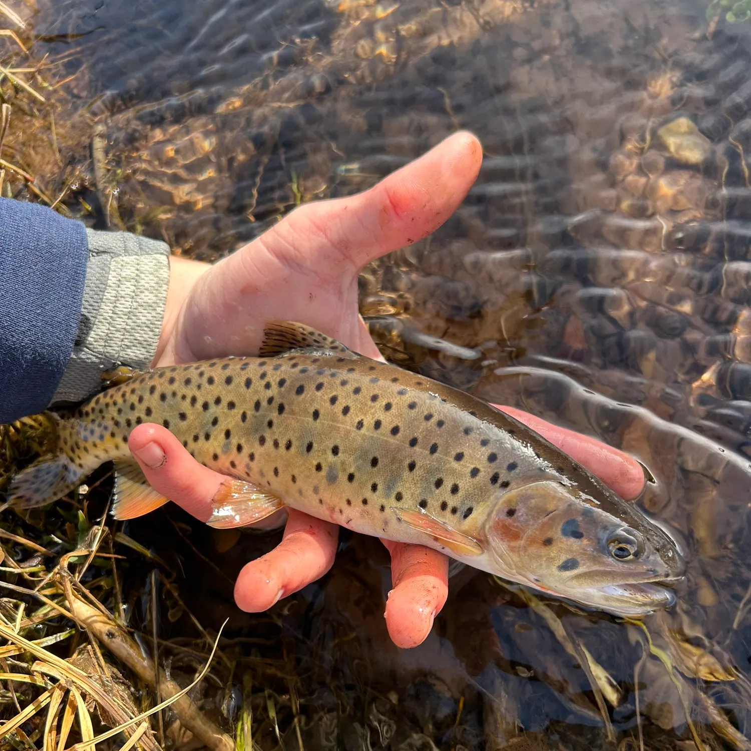 The most recent Colorado river cutthroat trout catches on Fishbrain