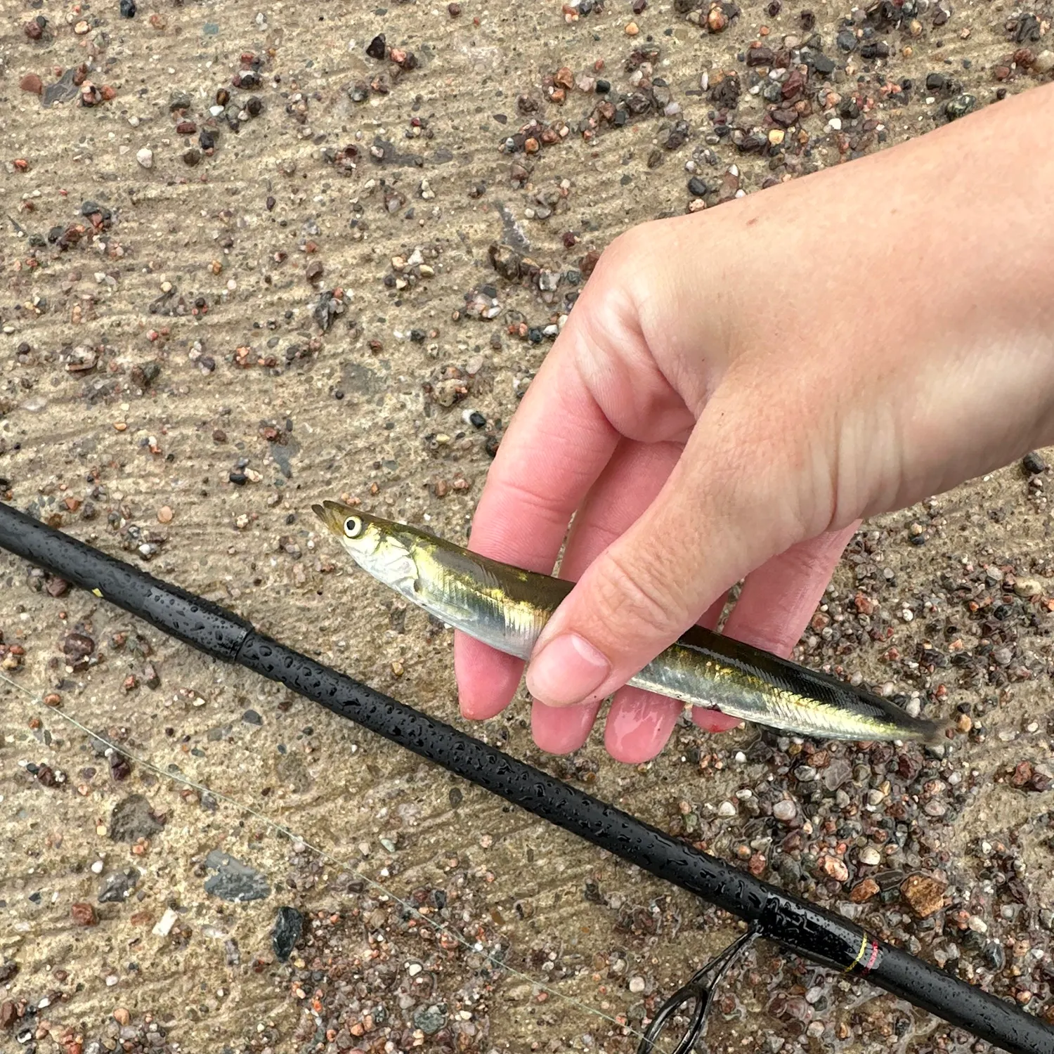 The most recent Capelin catches on Fishbrain