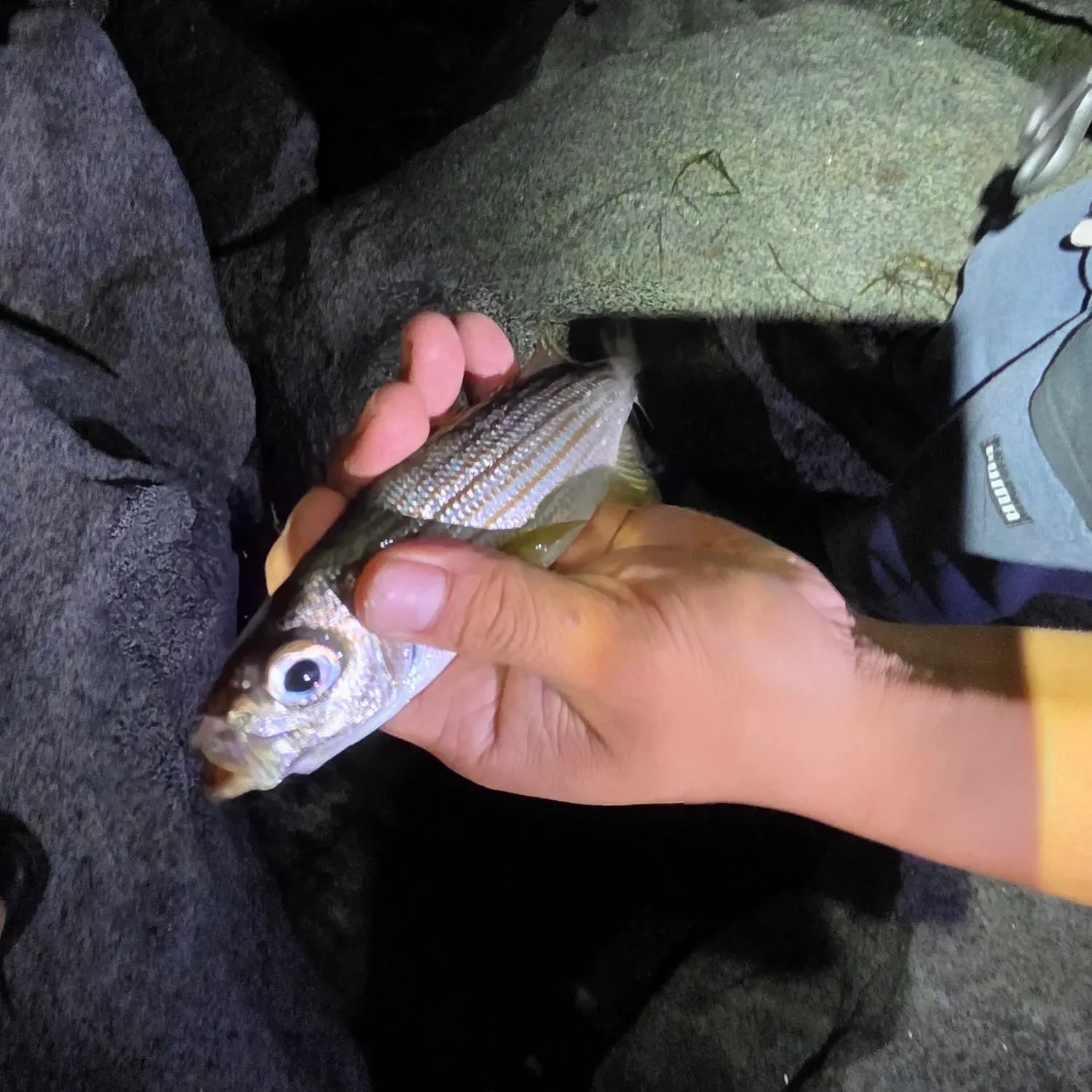 Yellowfin croaker caught on Fishbrain