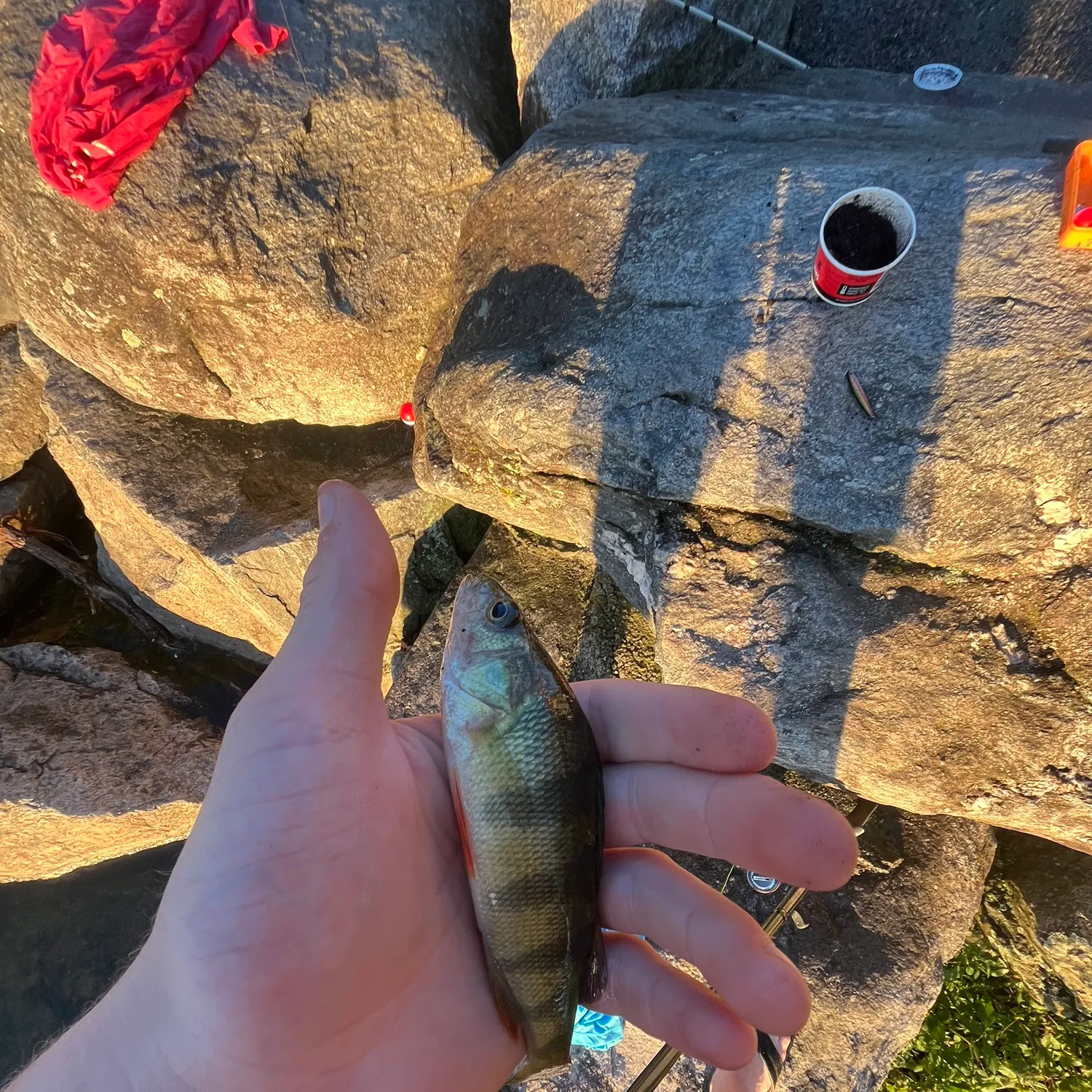 catch