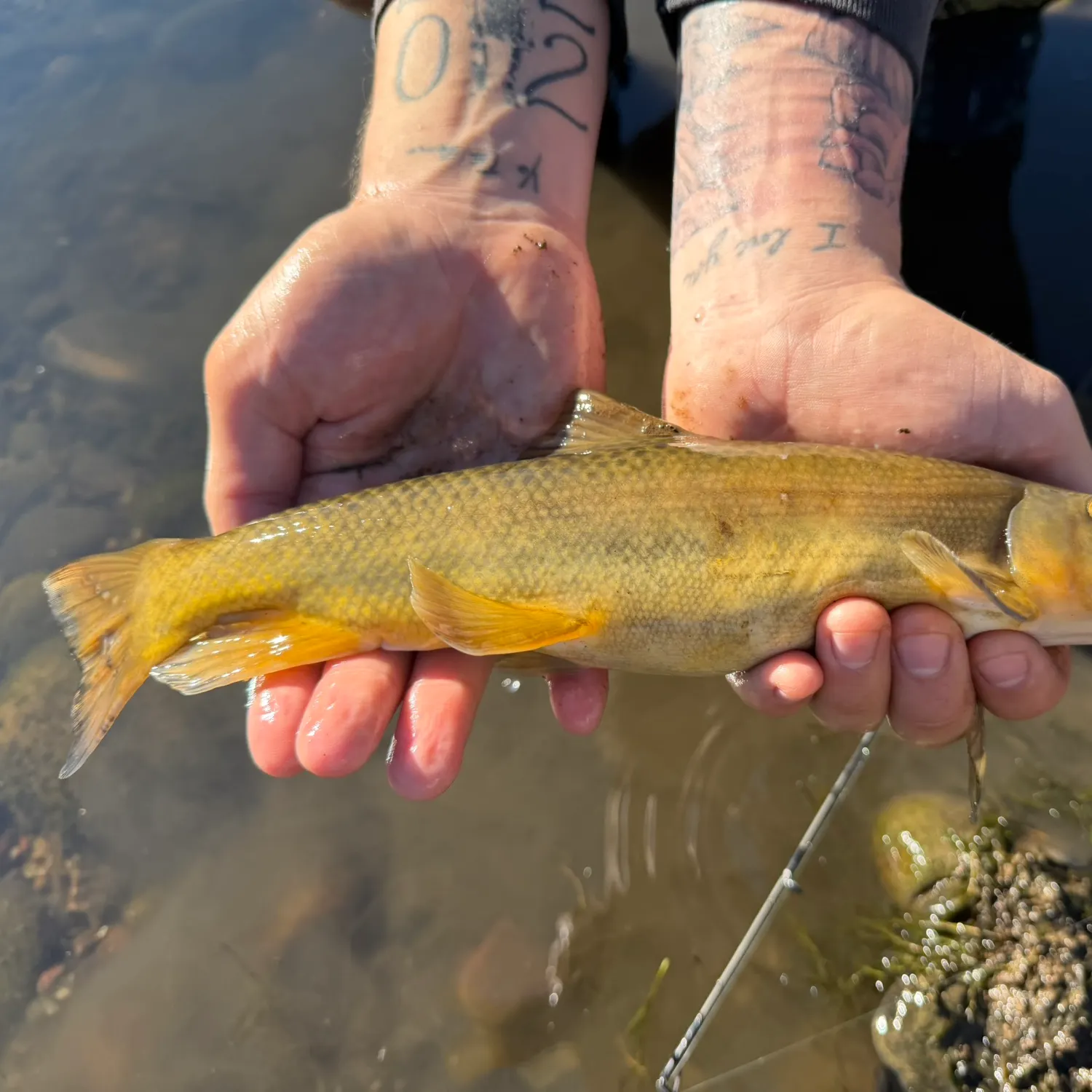 The most recent Desert sucker catches on Fishbrain