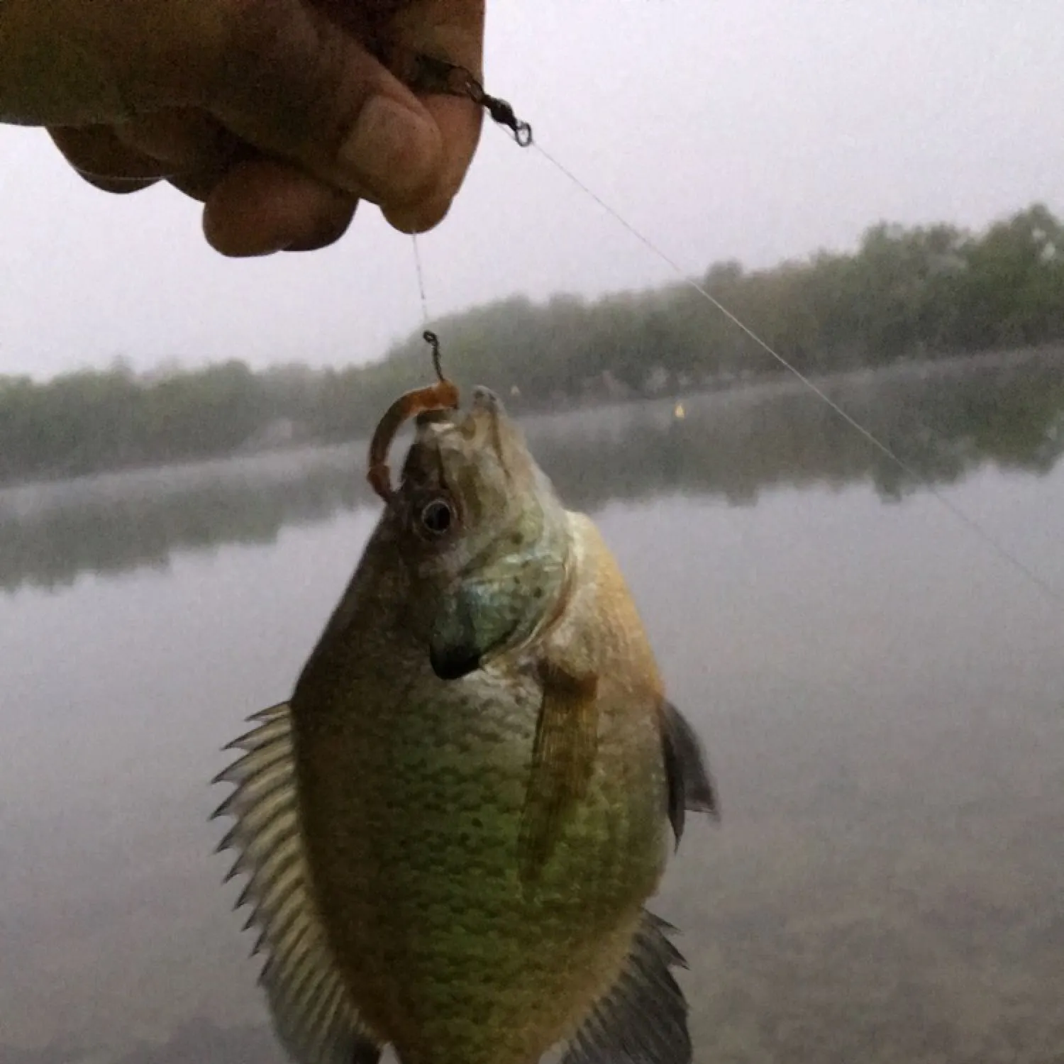 angler catch