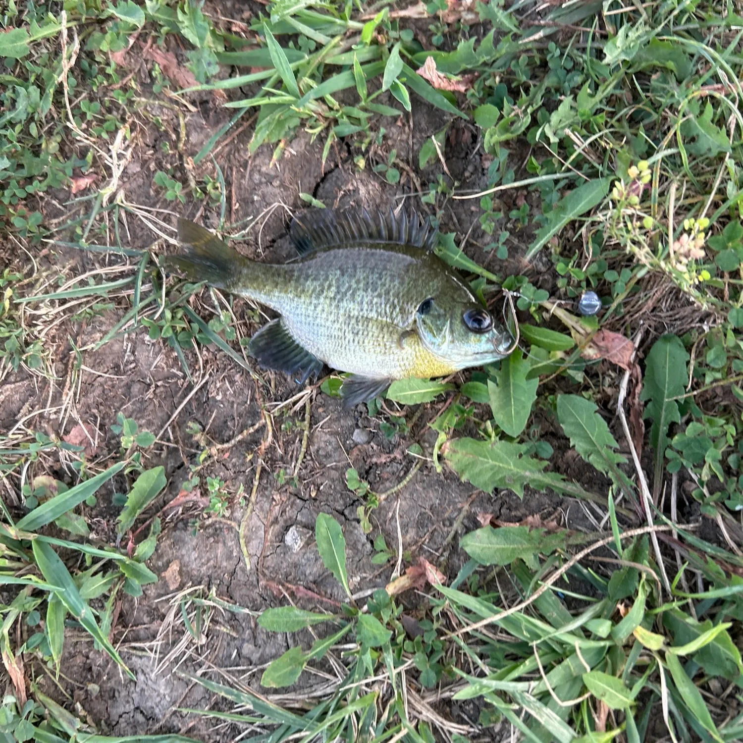 Bluegill caught on Fishbrain