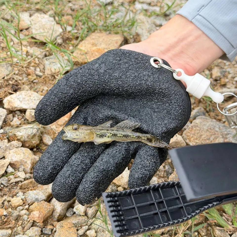 The most recent Sand goby catches on Fishbrain