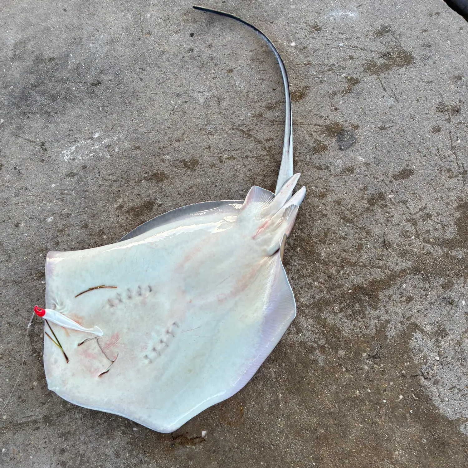 The most recent Southern stingray catches on Fishbrain