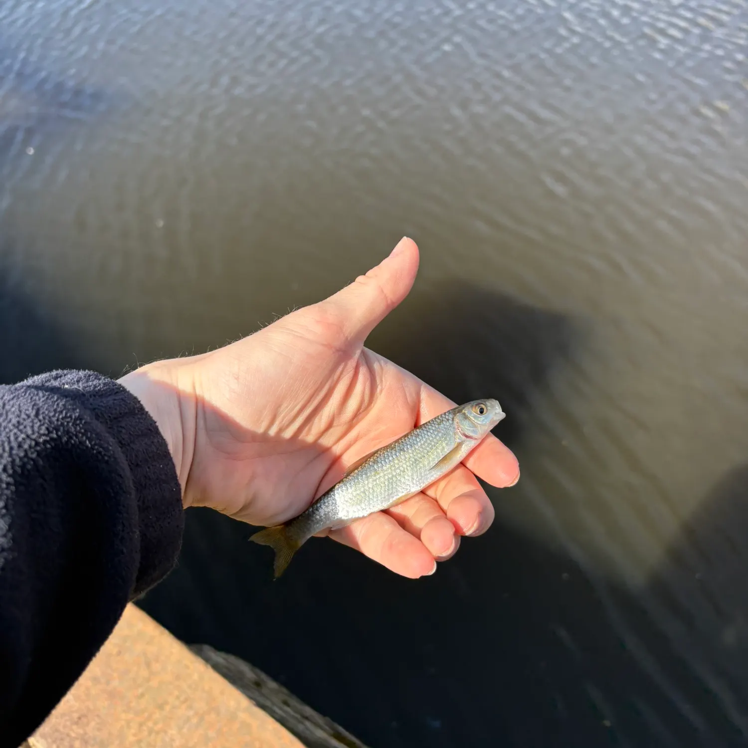 The most recent Common dace catches on Fishbrain