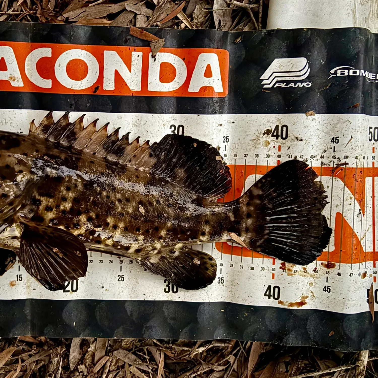 The most popular recent Malabar grouper catch on Fishbrain
