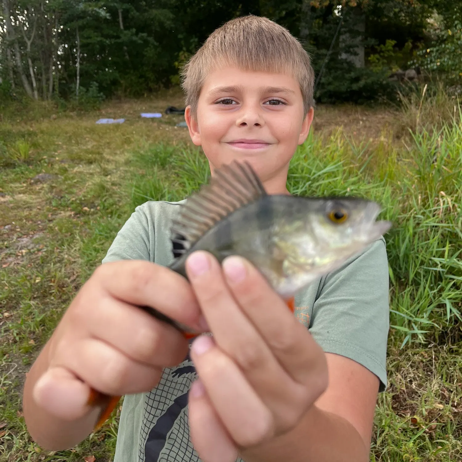 European perch caught on Fishbrain