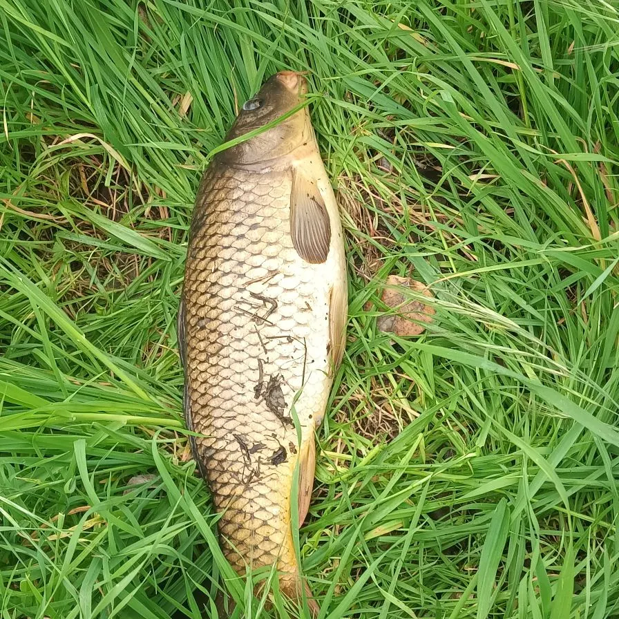 The most recent Common carp catches on Fishbrain