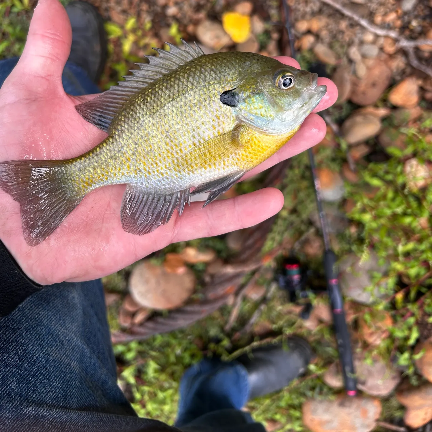 Bluegill caught on Fishbrain