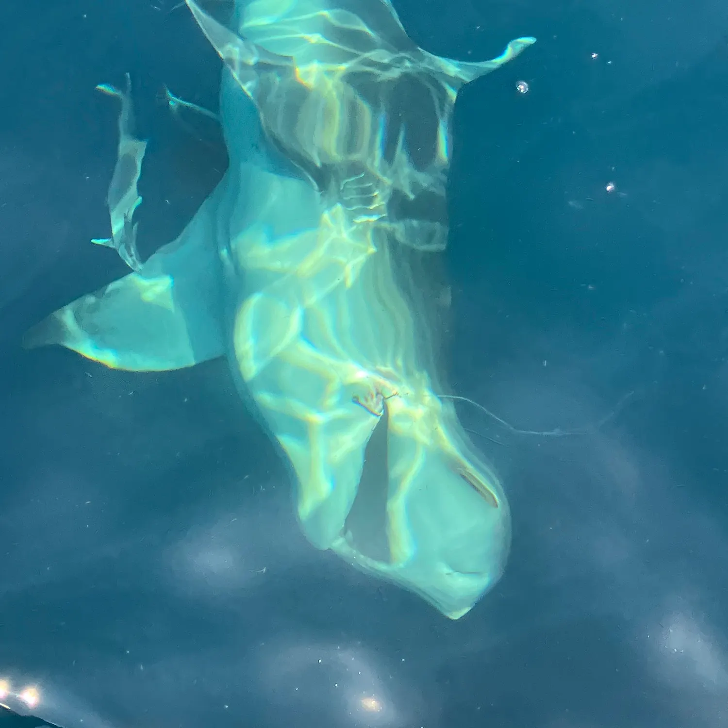 The most recent Bull shark catches on Fishbrain