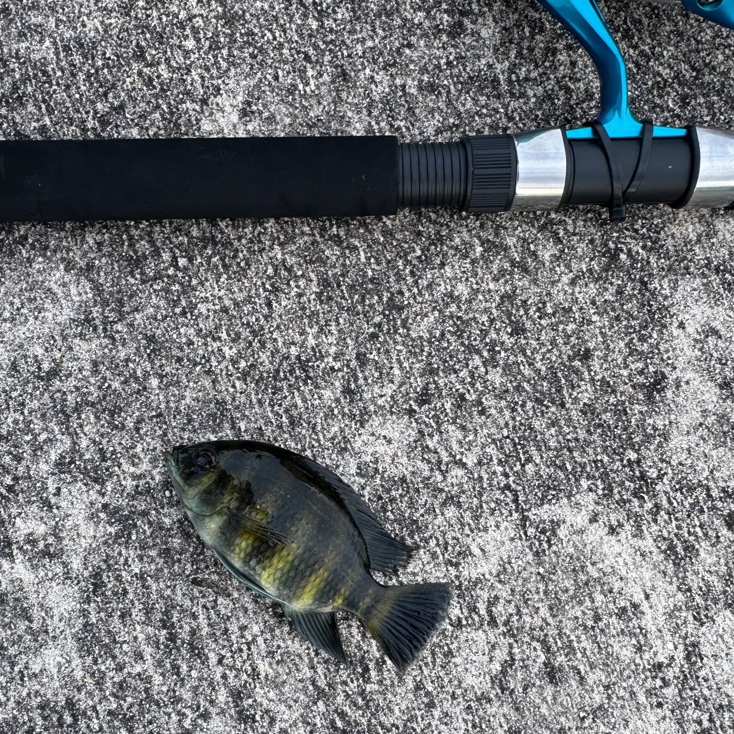 The most recent Zebra tilapia catches on Fishbrain