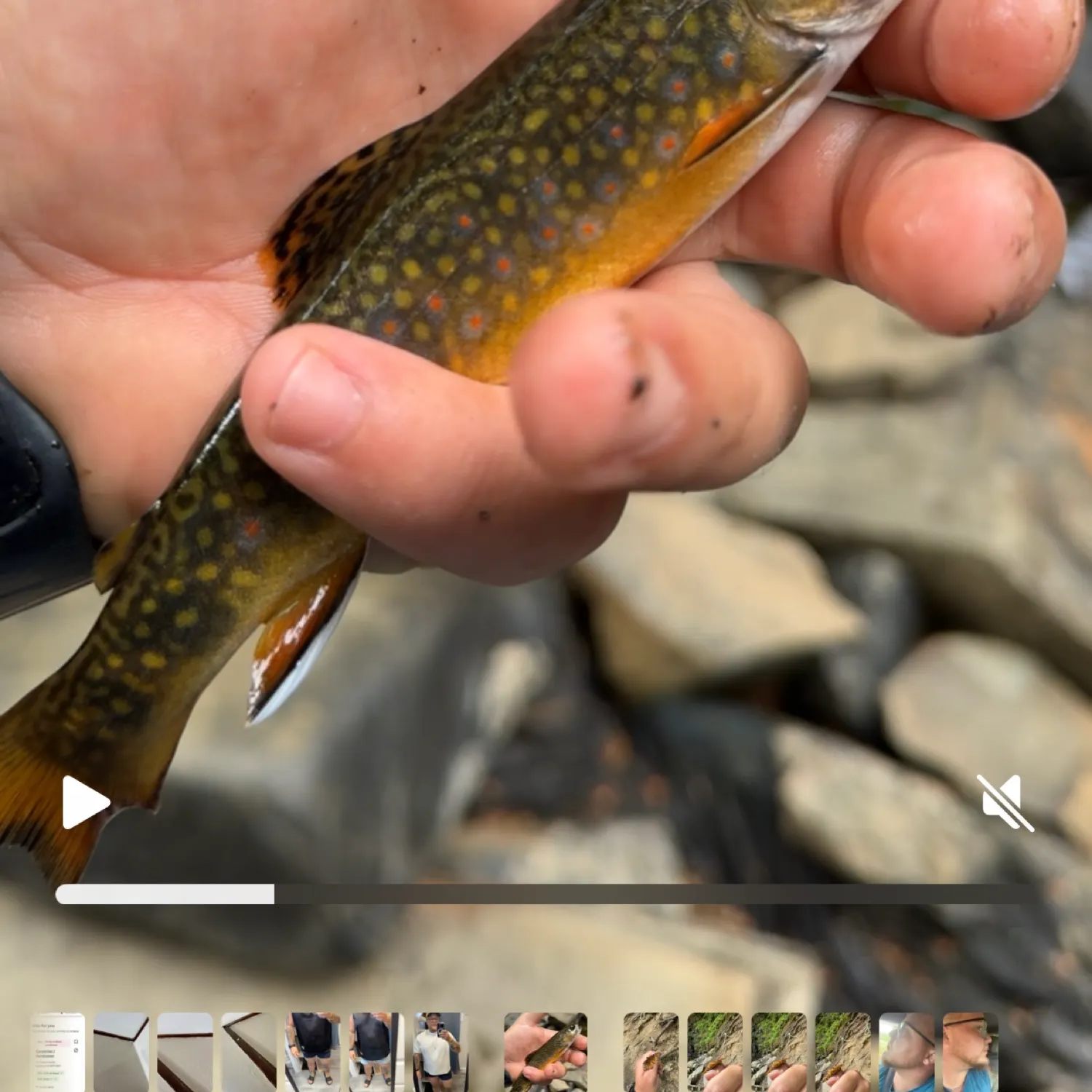 recently logged catches