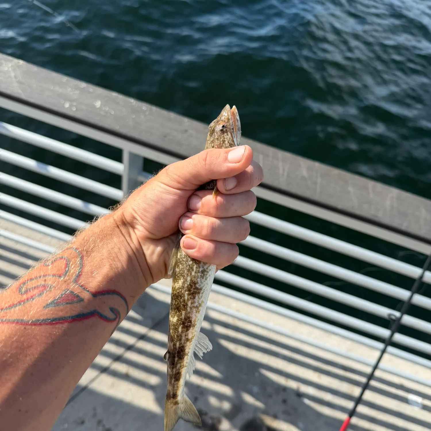 Inshore lizardfish caught on Fishbrain