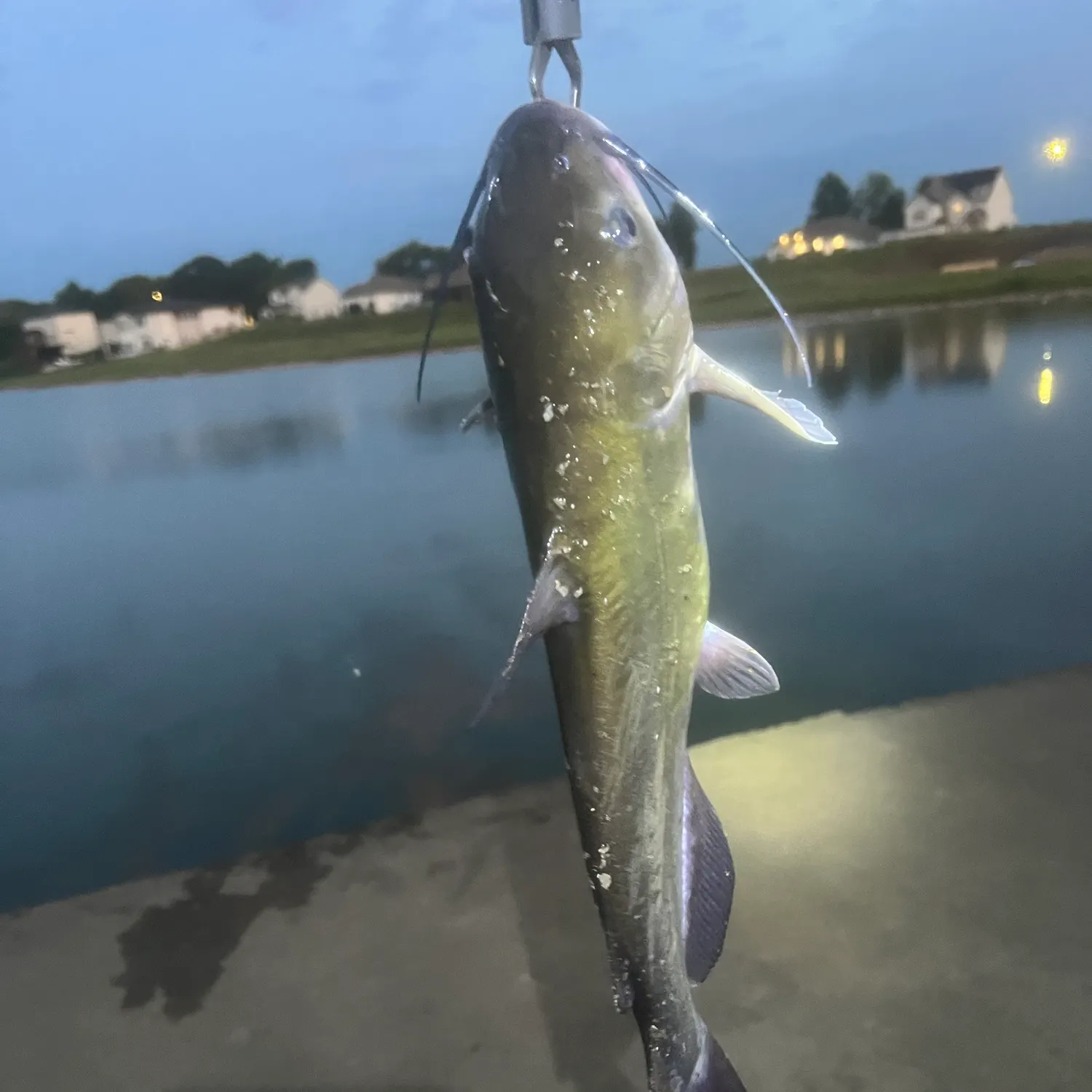 Channel catfish caught on Fishbrain