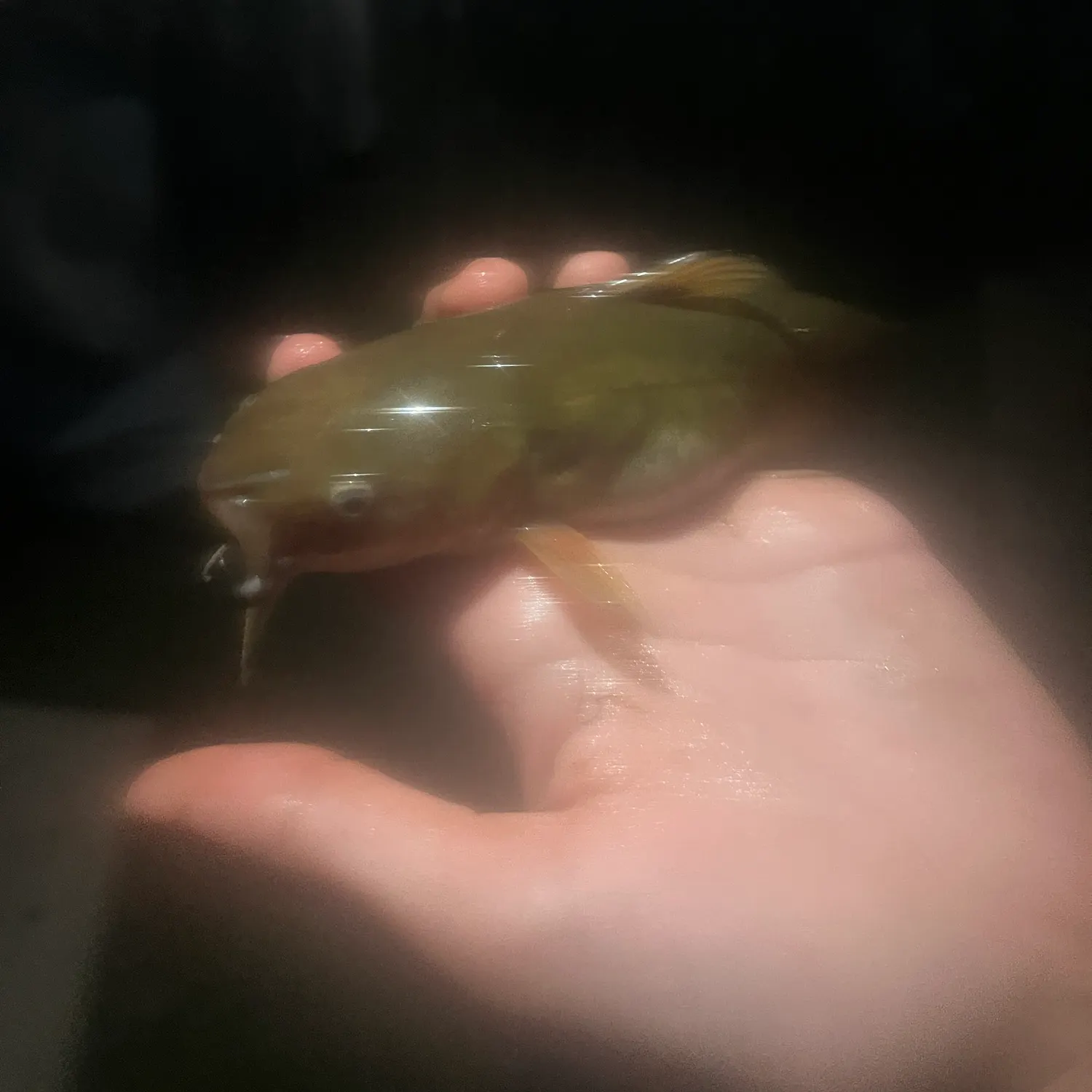 Yellow bullhead caught on Fishbrain