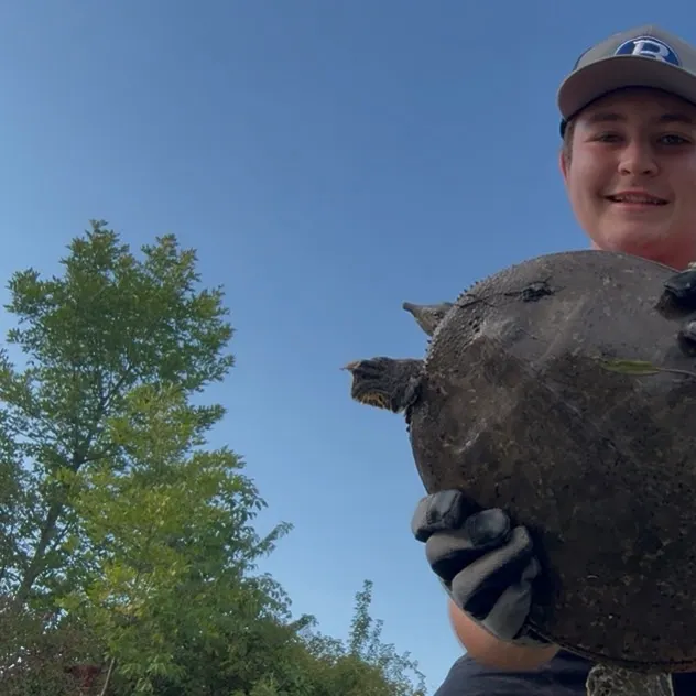 The most recent Smooth softshell turtle catches on Fishbrain