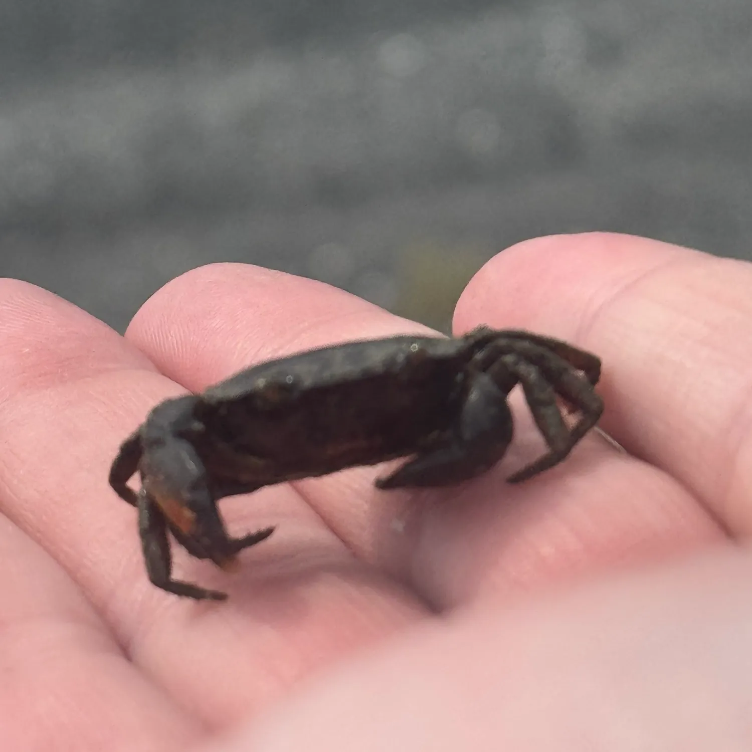 Blue crab caught on Fishbrain