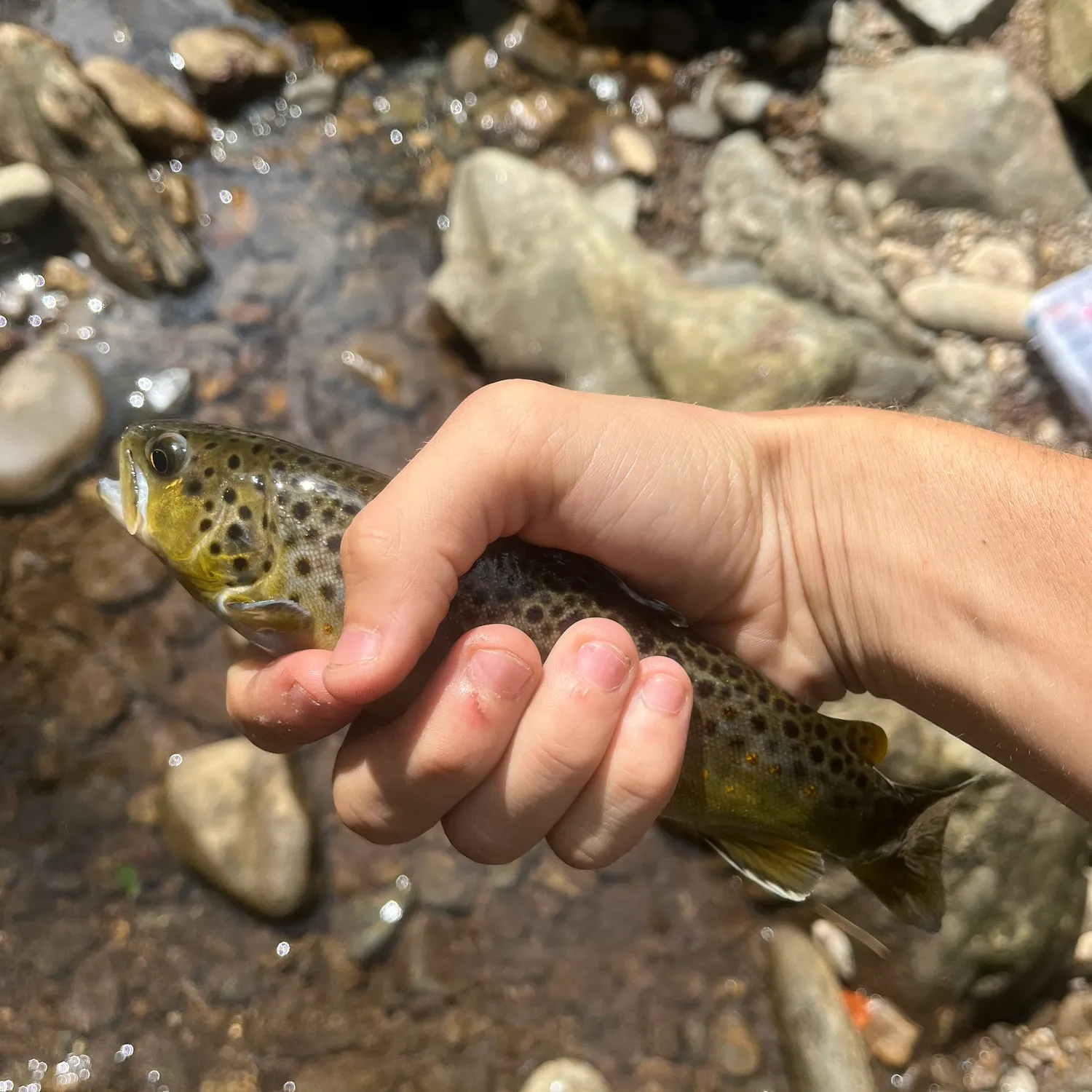 Brown trout caught on Fishbrain