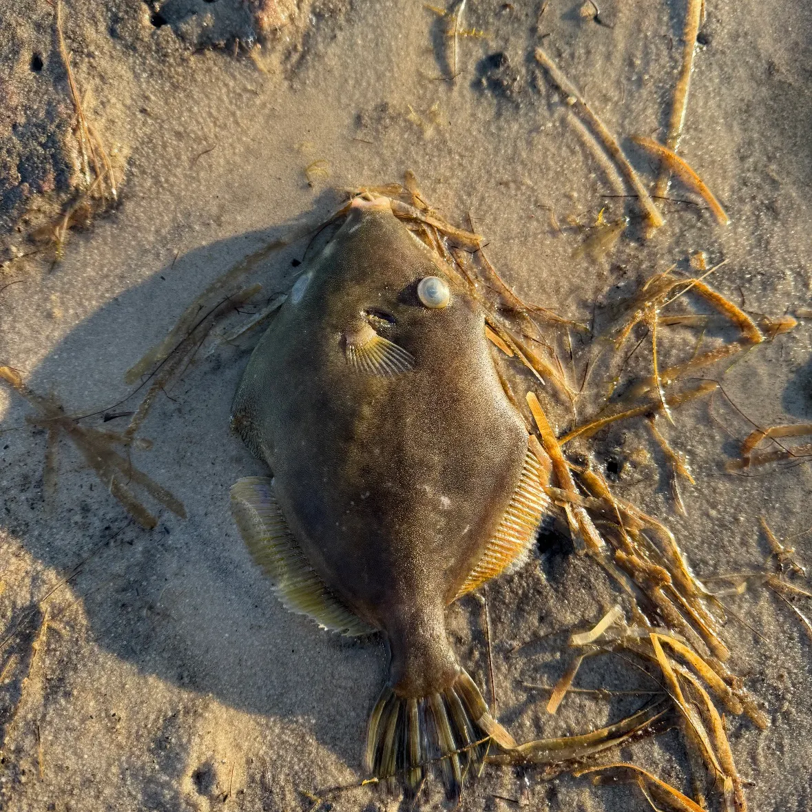 The most recent Planehead filefish catches on Fishbrain