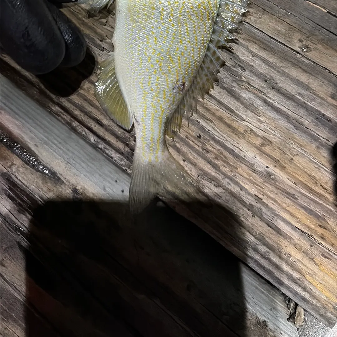 The most recent White grunt catches on Fishbrain