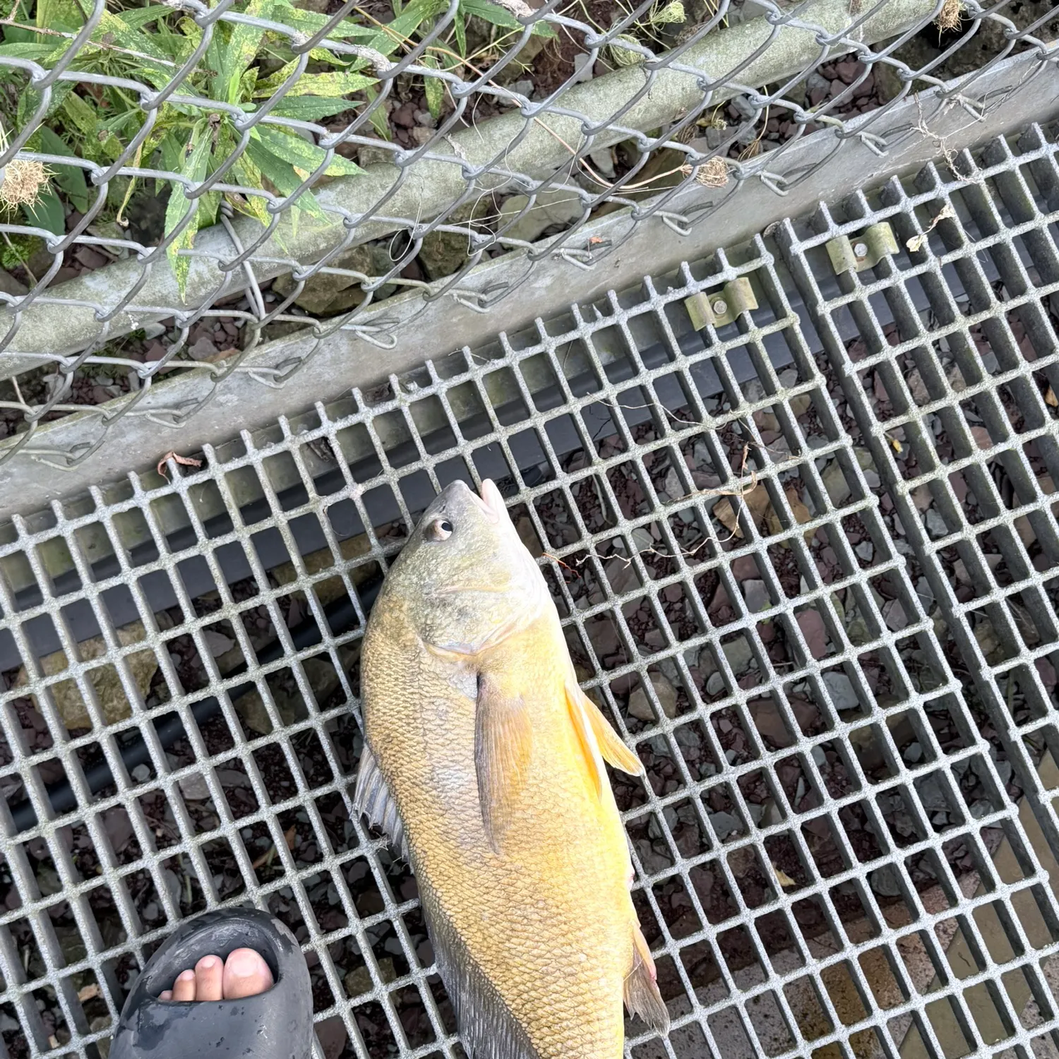 Freshwater drum caught on Fishbrain