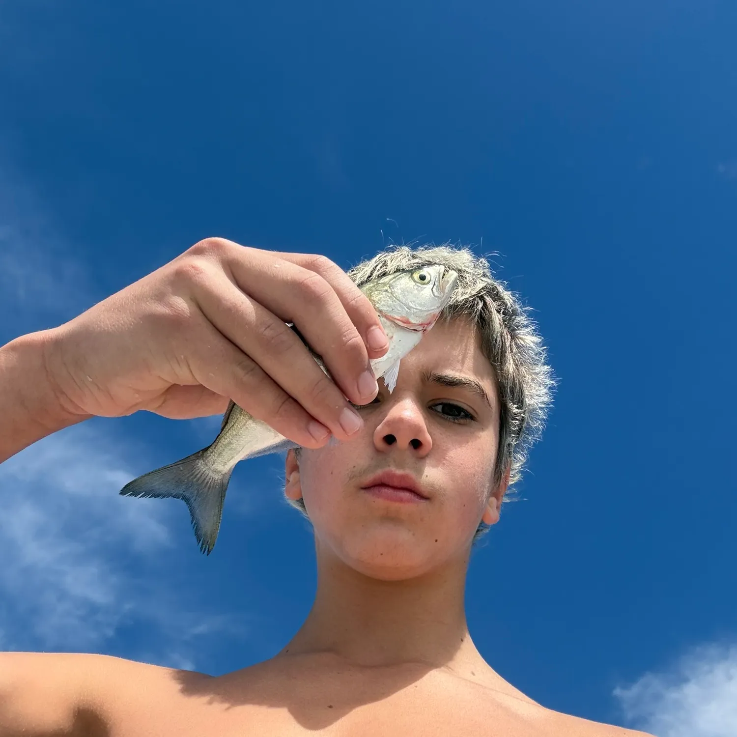 Bluefish caught on Fishbrain