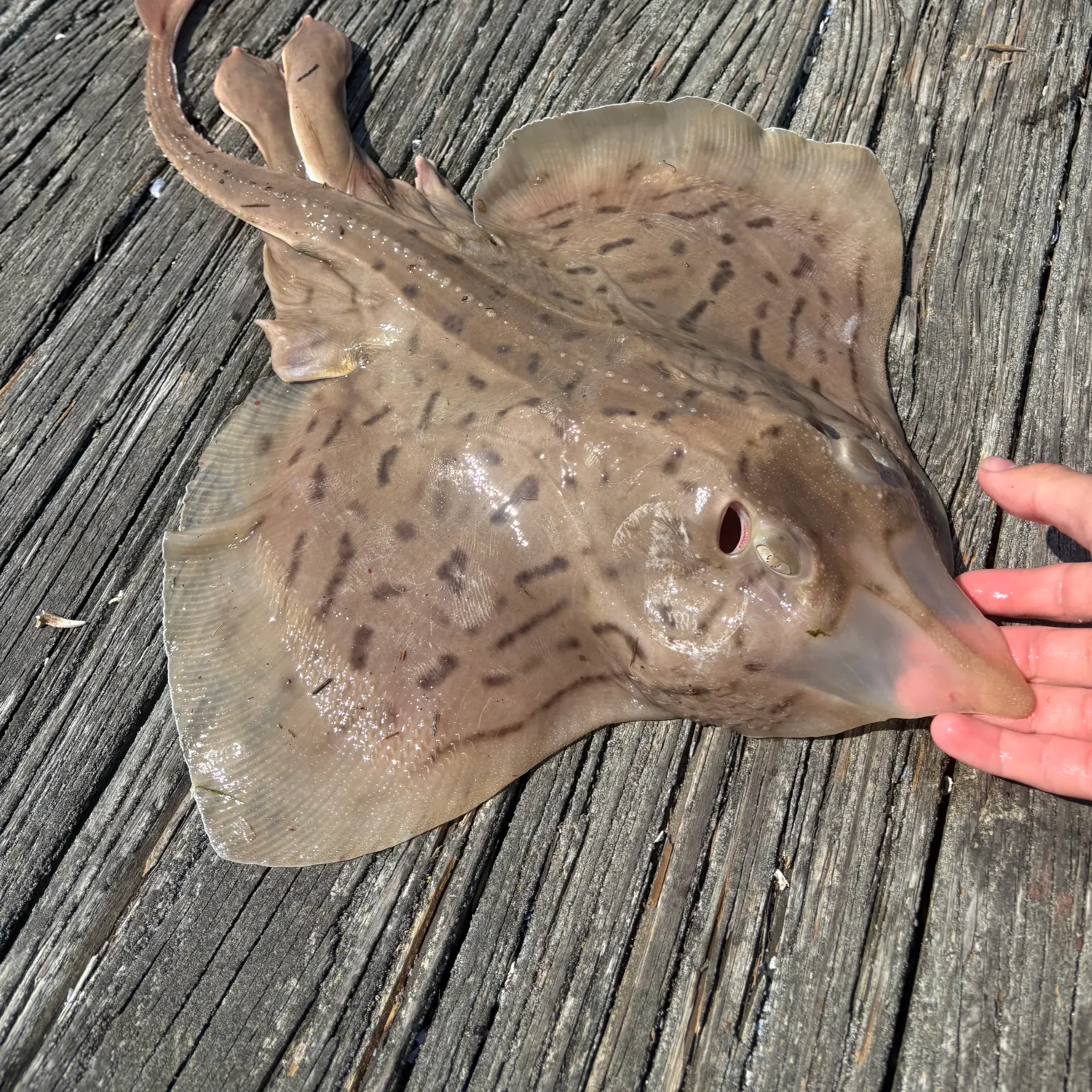 The most recent Clearnose skate catches on Fishbrain