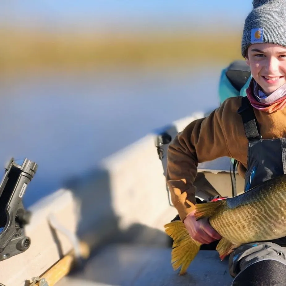 Tiger muskie caught on Fishbrain