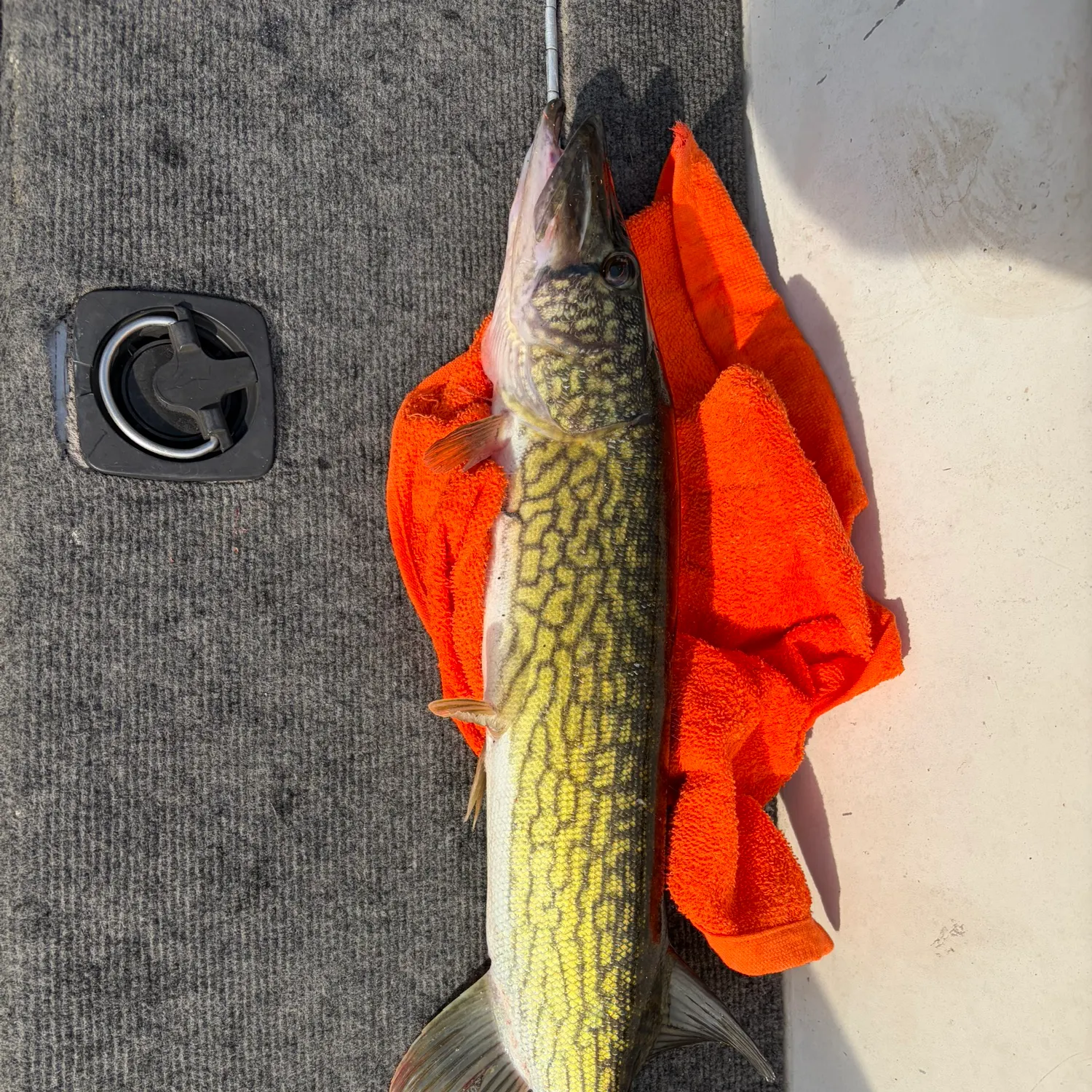 catch