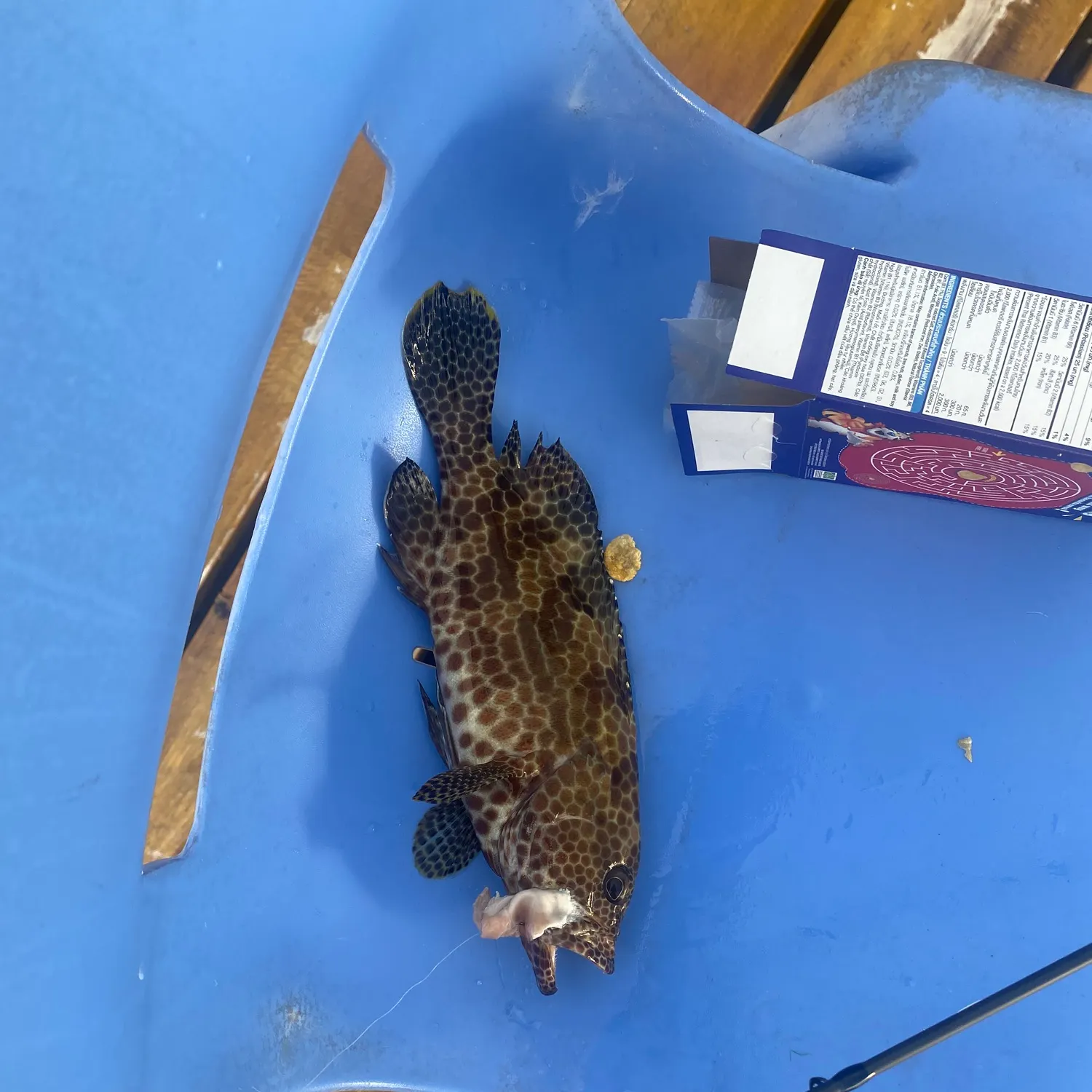The most recent Greasy grouper catches on Fishbrain