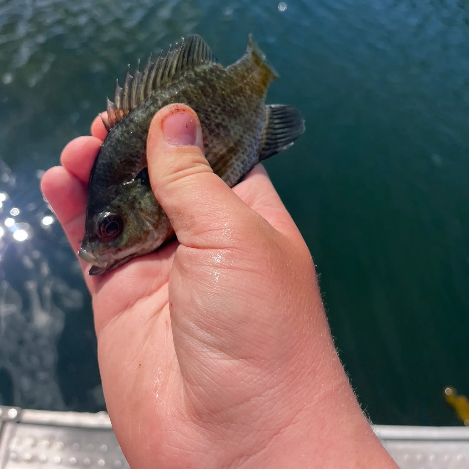 Bluegill caught on Fishbrain