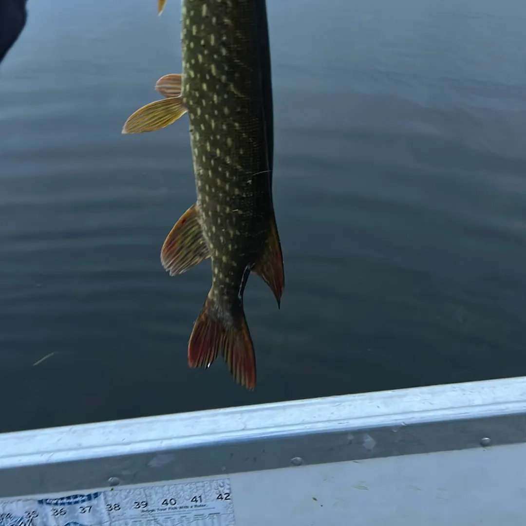 Northern pike caught on Fishbrain