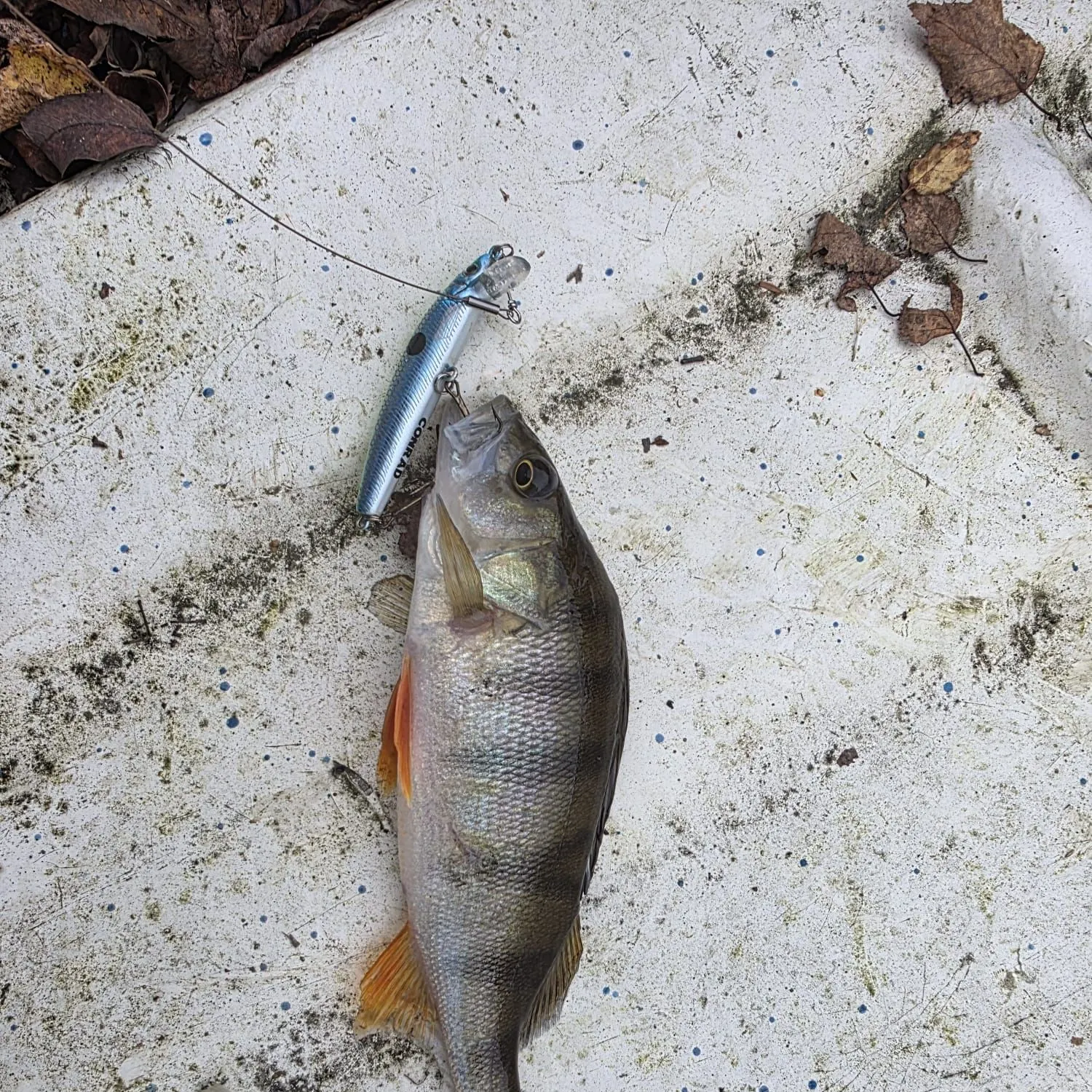 European perch caught on Fishbrain