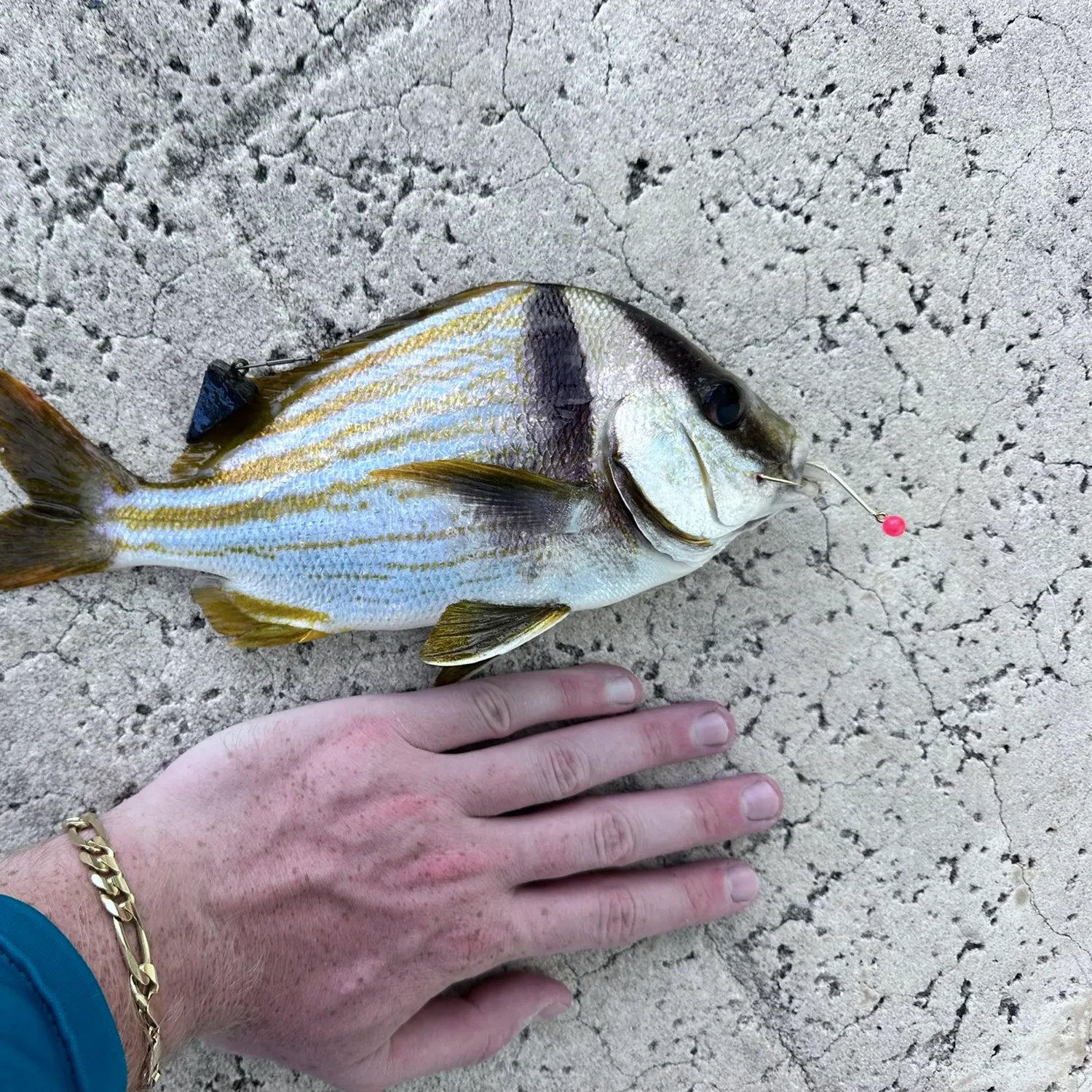 The most recent Atlantic porkfish catches on Fishbrain