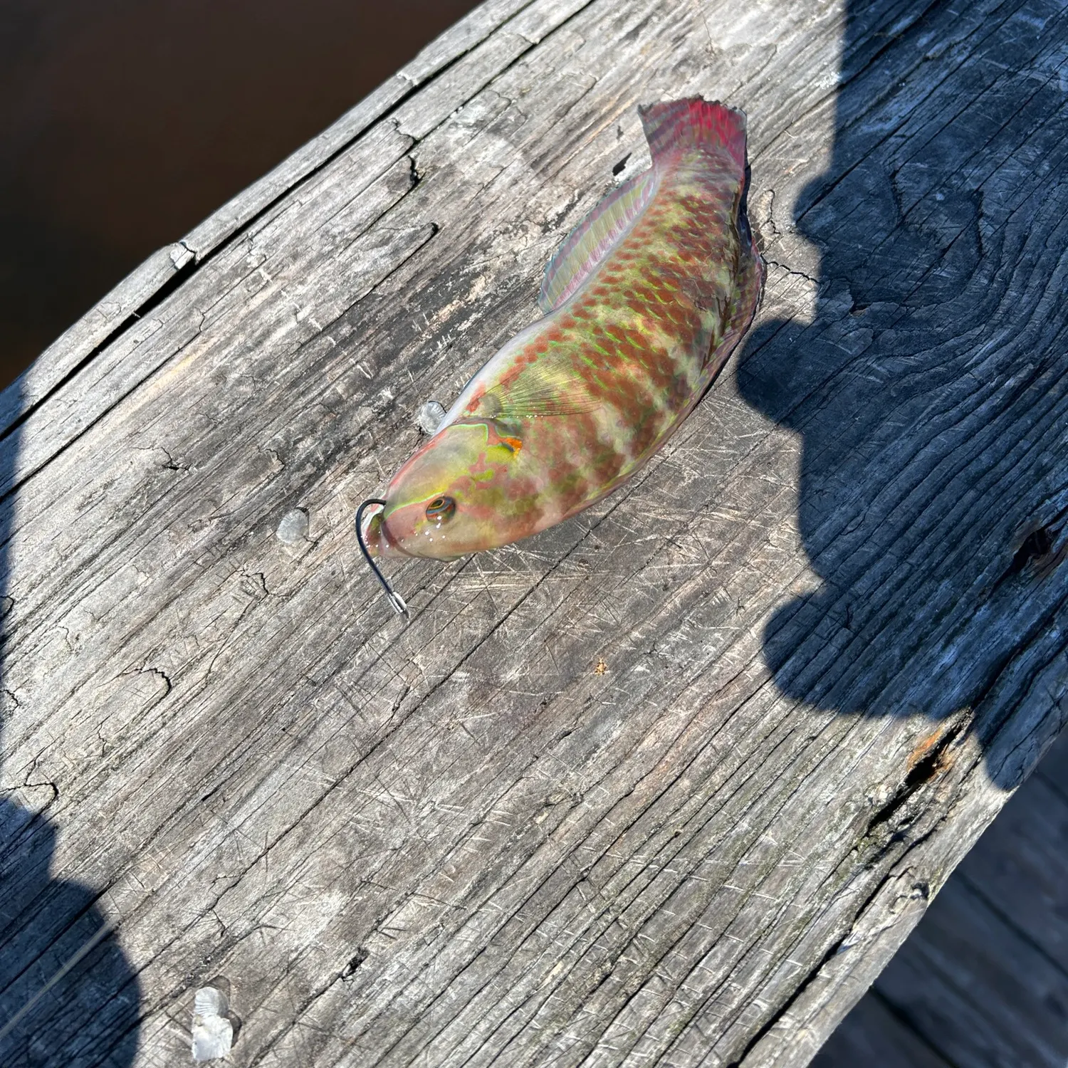 Rock wrasse caught on Fishbrain