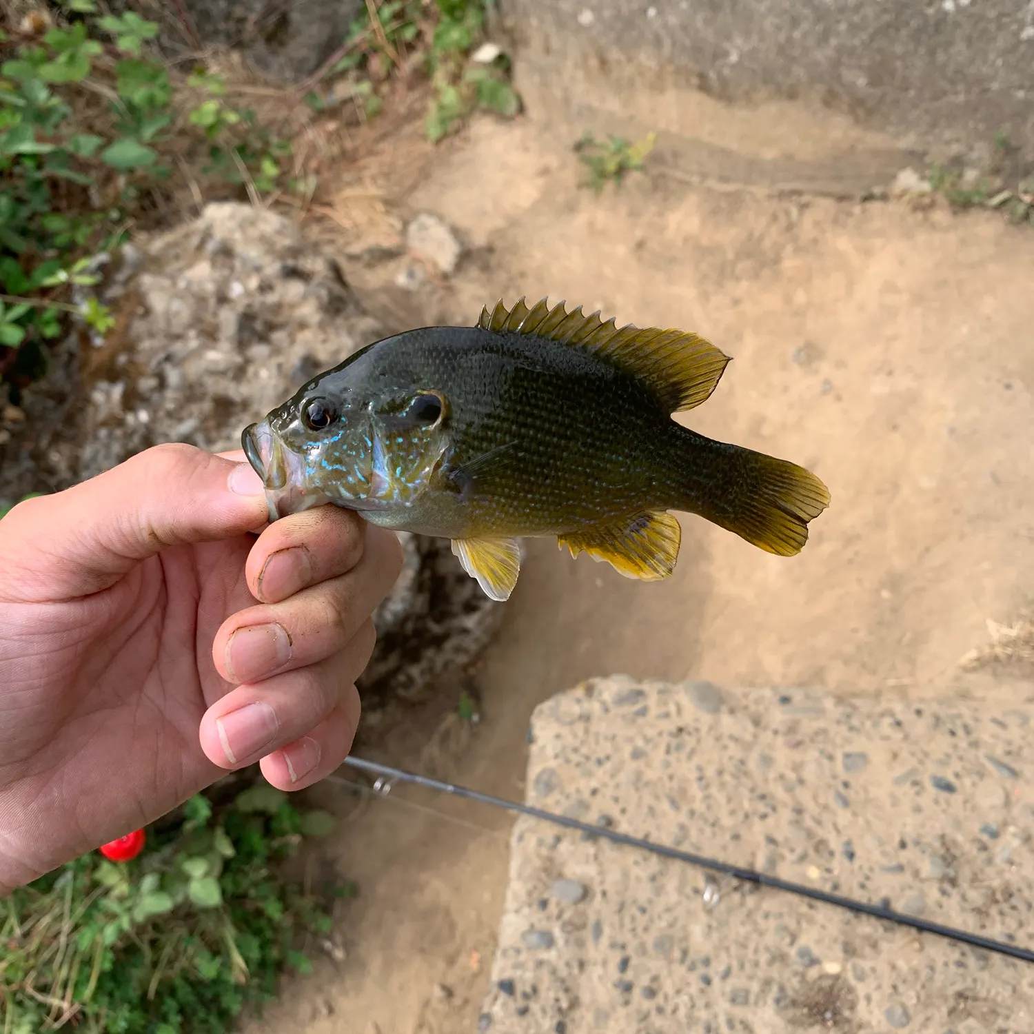 Green sunfish caught on Fishbrain