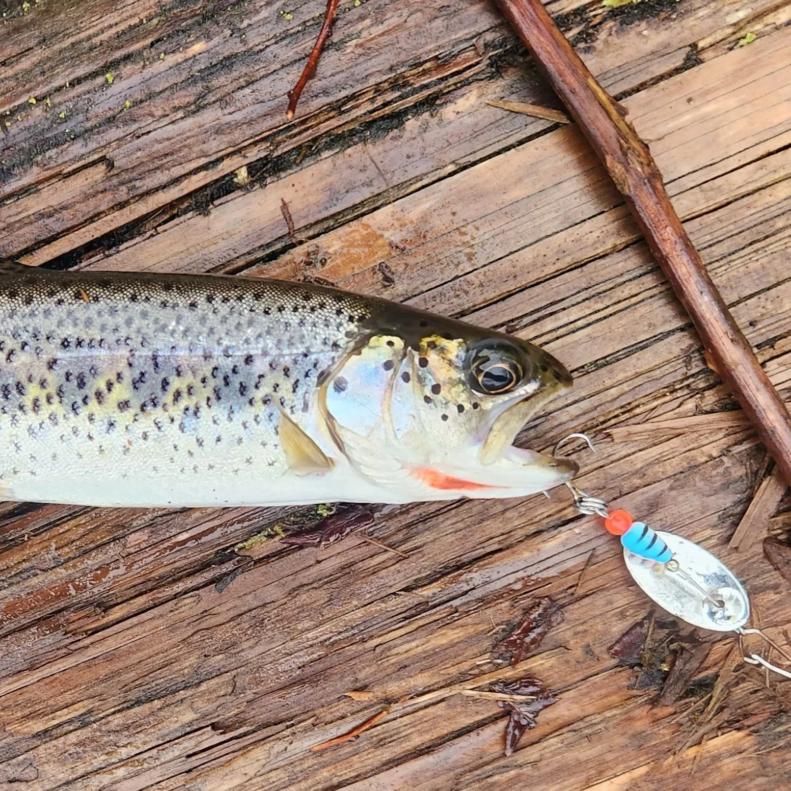 recently logged catches