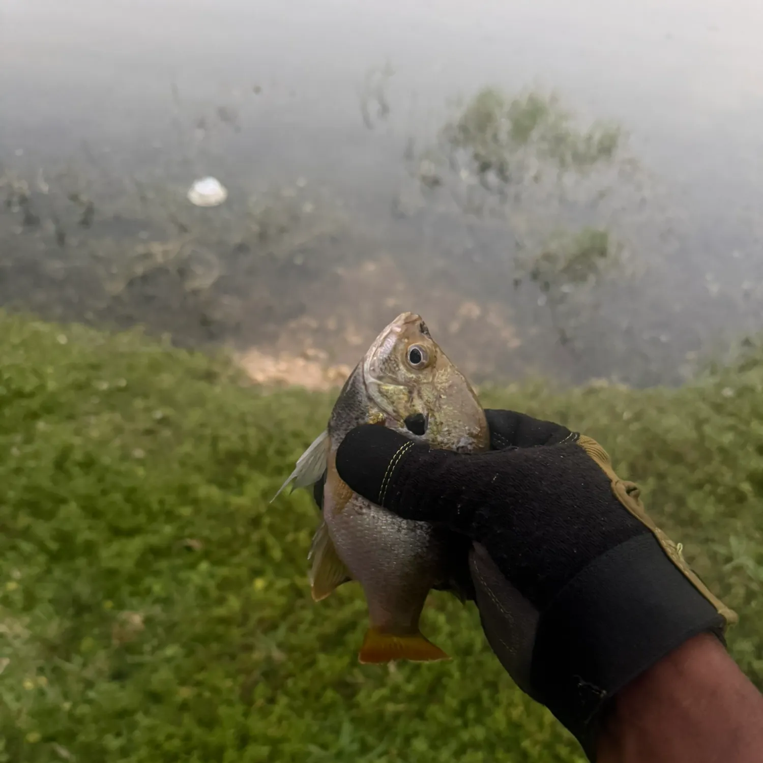 The most recent Bluegill x longear sunfish catches on Fishbrain