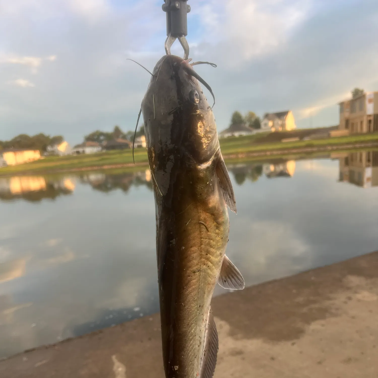 Channel catfish caught on Fishbrain