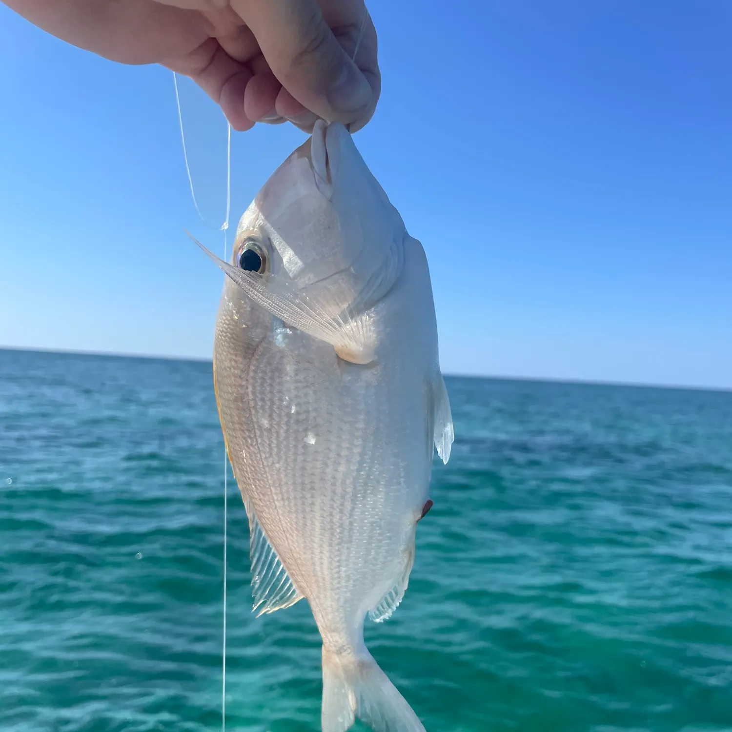 The most recent Saucereye porgy catches on Fishbrain