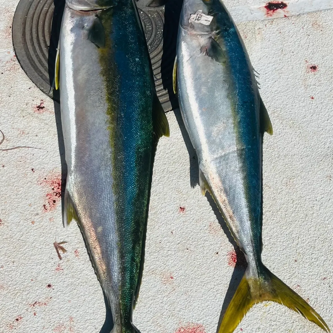 The most recent California yellowtail amberjack catches on Fishbrain