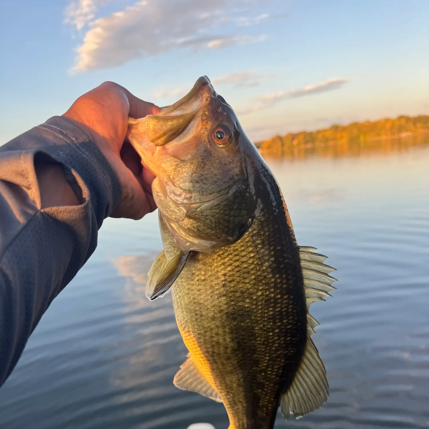 Largemouth bass caught on Fishbrain