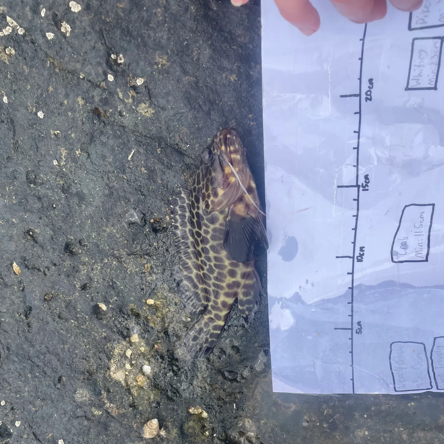 recently logged catches