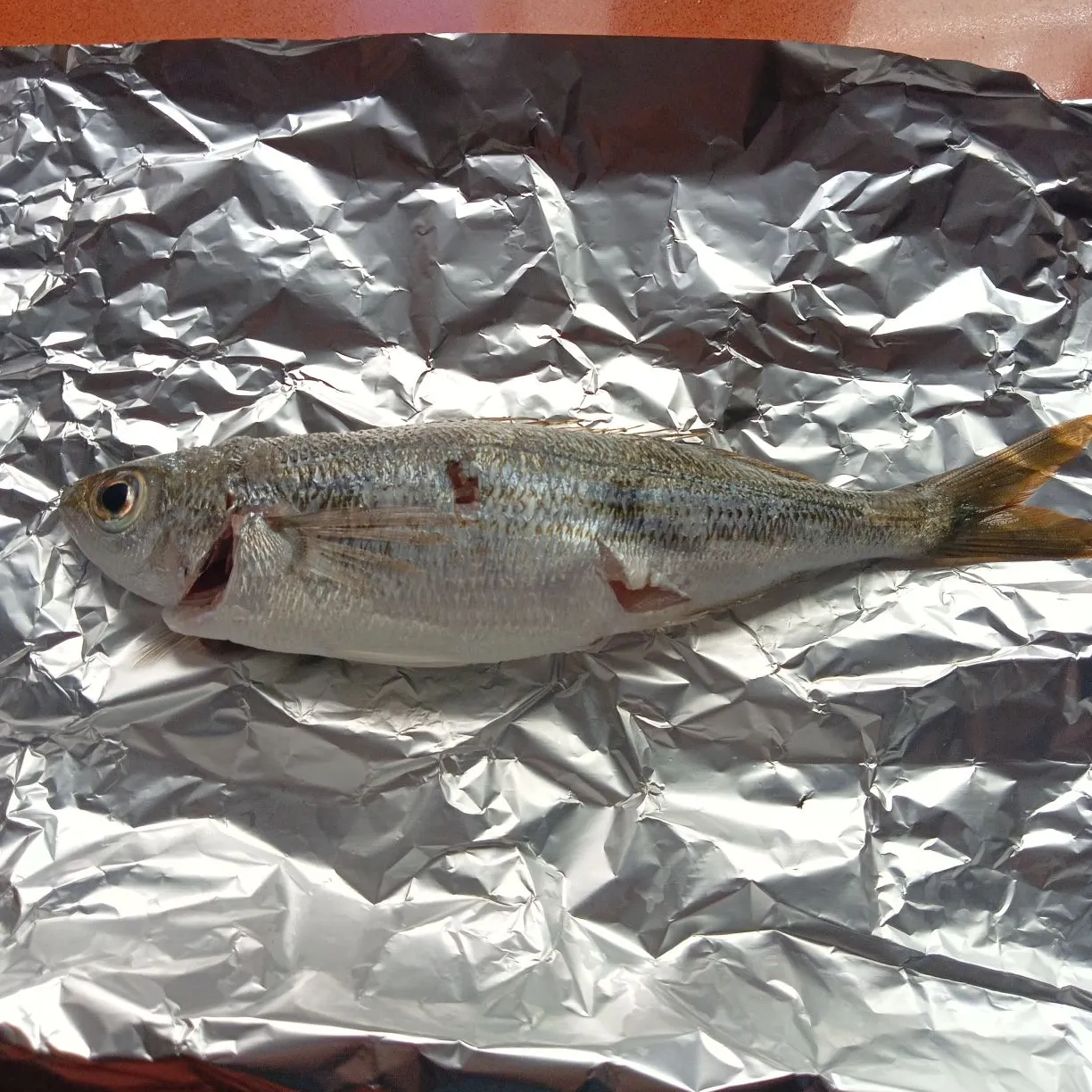 White seabream caught on Fishbrain