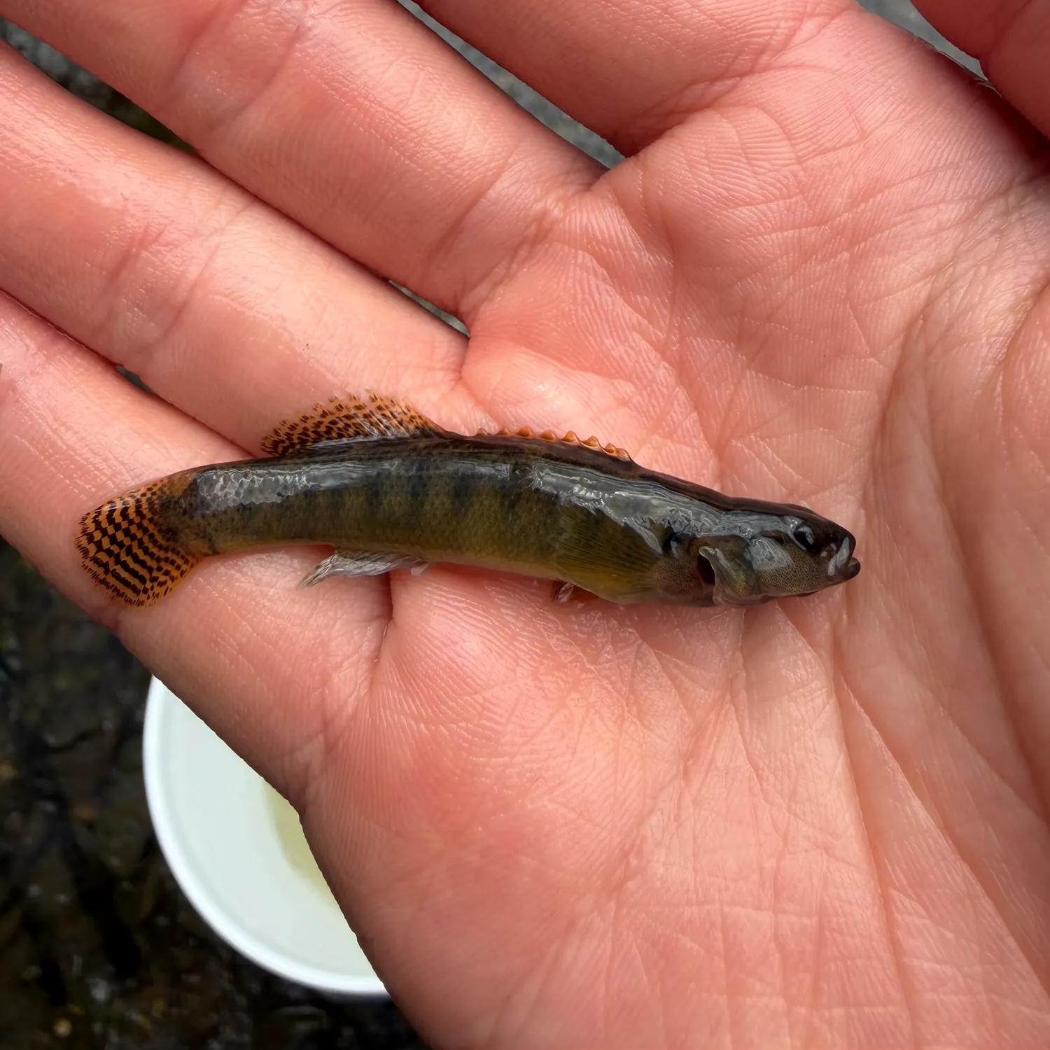 The most recent Fantail darter catches on Fishbrain