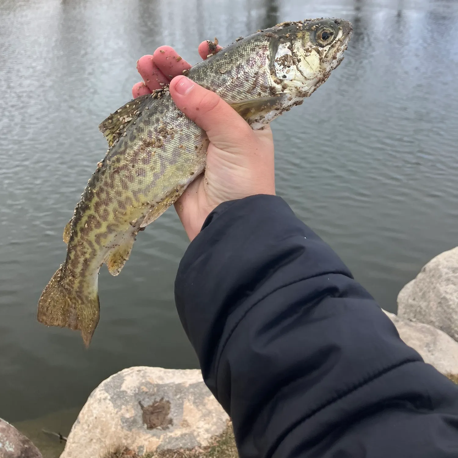 The most recent Tiger trout catches on Fishbrain